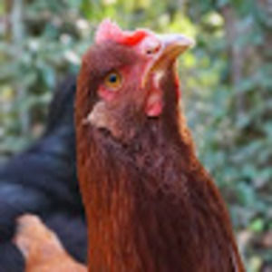 Meet your Posher, Erin